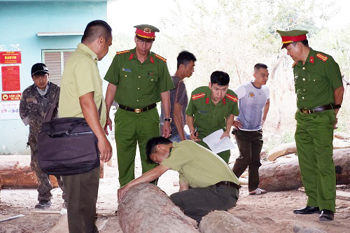 Phát hiện vụ tàng trữ lâm sản trái phép số lượng lớn