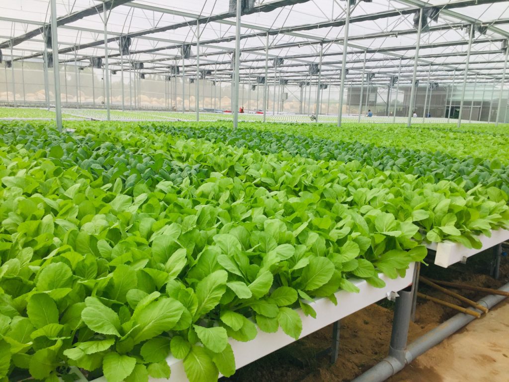 Công ty TNHH thương mại và sản xuất Nông sản Sapo Đắk Lắk thuê 19.372,7 m2 đất tại Cụm Công nghiệp Krông Búk 1, xã Pơng Drang, huyện Krông Búk để thực hiện dự án đầu tư Tổ hợp sản xuất rau củ quả xuất khẩu Sapo Đắk Lắk