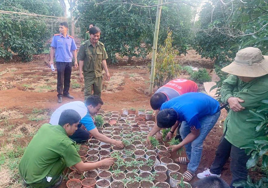 Công an huyện Krông Năng tiếp tục phát hiện 2 điểm trồng cây cần sa trái phép